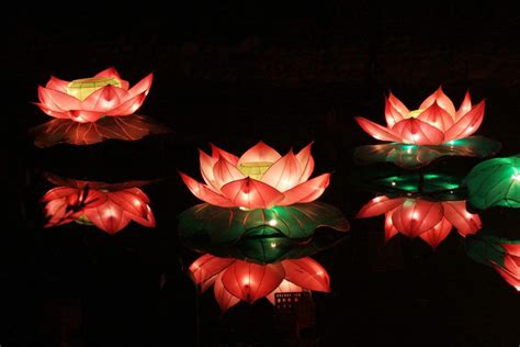  Lotus Lantern ลอยละล่องในความมหัศจรรย์ของสีสันและเส้นสาย